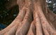 The Big Fig Tree - thumb 0