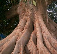 The Big Fig Tree - Broome Tourism