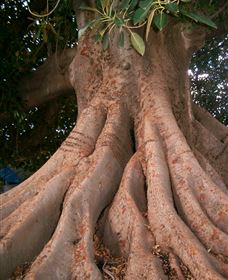 The Big Fig Tree - Broome Tourism 0