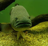 John Lake Centre - Narrandera Fisheries Centre - Broome Tourism
