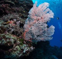 Barracuda Bommie Dive Site - Broome Tourism