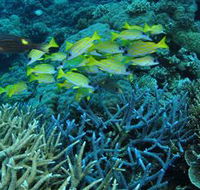 Castle Rock Dive Site - Broome Tourism