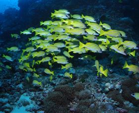 Nursery Bommie Dive Site - Broome Tourism 1
