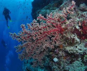Nursery Bommie Dive Site - Broome Tourism 0