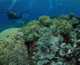 Nursery Bommie Dive Site - Broome Tourism 2
