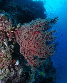 Nursery Bommie Dive Site - Broome Tourism 3