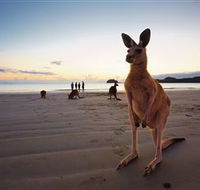 Wallabies on the Beach at Cape Hillsborough - Broome Tourism