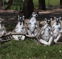 Savannah Visitor Plaza Taronga Western Plains Zoo Dubbo - Broome Tourism