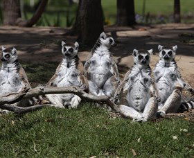 Savannah Visitor Plaza, Taronga Western Plains Zoo Dubbo - Broome Tourism 0