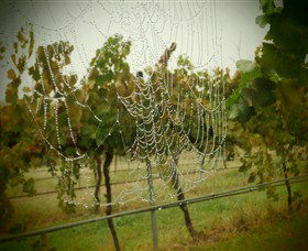 Red Earth Estate Vineyard - Broome Tourism 8