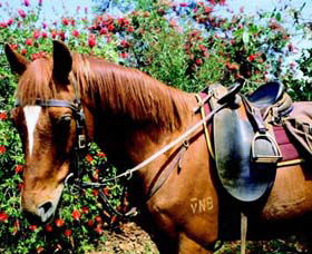 Western Plains Riding Centre - Broome Tourism 0