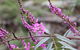 Basin Gully To Eualdrie Lookout Track - thumb 1