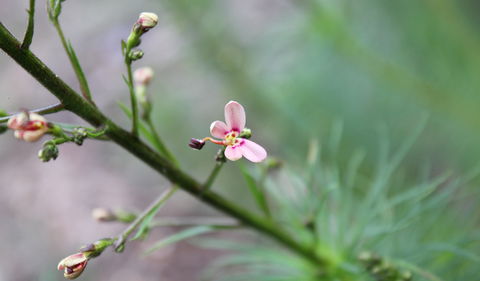 Basin Gully To Eualdrie Lookout Track - Broome Tourism 2