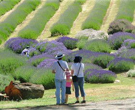Yuulong Lavender Estate - Broome Tourism 1
