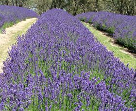 Yuulong Lavender Estate - Broome Tourism 0