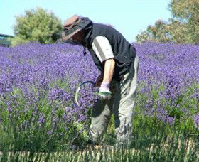 Yuulong Lavender Estate - Broome Tourism 2