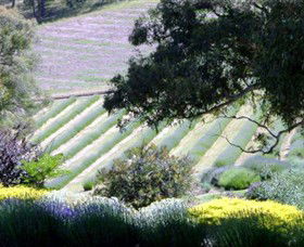 Yuulong Lavender Estate - Broome Tourism 7