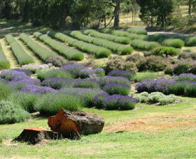 Yuulong Lavender Estate - Broome Tourism 8