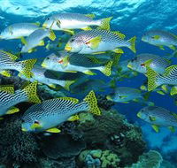 Challenger Bay Dive Site - Broome Tourism