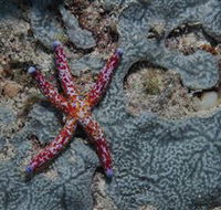 Clam Gardens Dive Site - Broome Tourism