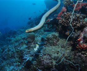 Two Towers Dive Site - Broome Tourism 1