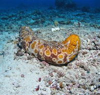 Two Towers Dive Site - Broome Tourism