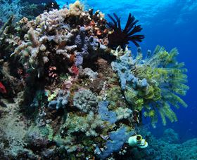 Two Towers Dive Site - Broome Tourism 2