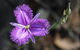 Conimbla National Park - thumb 3