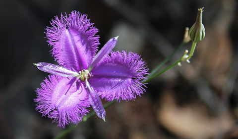 Conimbla National Park - Broome Tourism 3