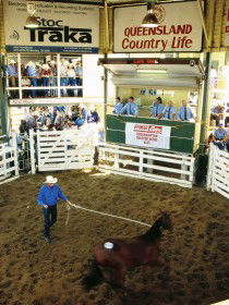 Gracemere Exhibition Complex - Broome Tourism 0