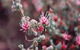 Burrendong Botanic Garden And Arboretum - thumb 1
