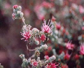 Burrendong Botanic Garden And Arboretum - Broome Tourism 1