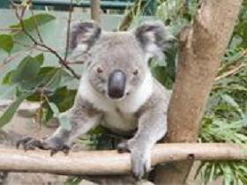 The Rockhampton Zoo - Broome Tourism 1