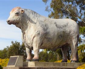 Rockhampton Bull Statues - Broome Tourism 1