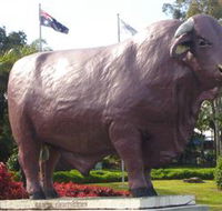 Rockhampton Bull Statues - Broome Tourism