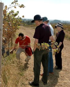 Rosnay Organic Farm And Vineyard - Broome Tourism 2