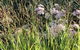 Perennialle Plants Nursery And Garden - thumb 5
