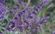 Perennialle Plants Nursery And Garden - thumb 4