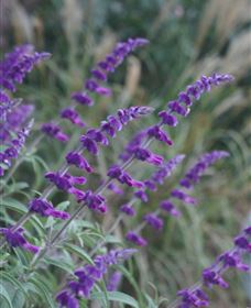 Perennialle Plants Nursery And Garden - Broome Tourism 4
