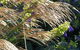 Perennialle Plants Nursery And Garden - thumb 3