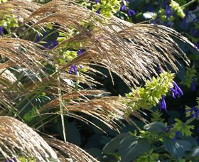 Perennialle Plants Nursery And Garden - Broome Tourism 3