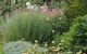 Perennialle Plants Nursery And Garden - thumb 6