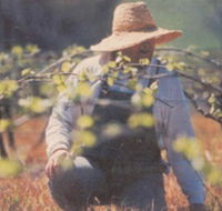 Canobolas Smith Winery - Broome Tourism