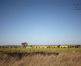 Cootamundra Bird Walk - Broome Tourism 0