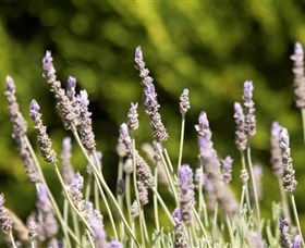 Rustique Lavender Farm - Broome Tourism 0