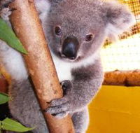 Cooberrie Park Wildlife Sanctuary - Broome Tourism