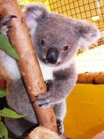 Cooberrie Park Wildlife Sanctuary - Broome Tourism 0