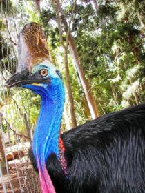 Cooberrie Park Wildlife Sanctuary - Broome Tourism 1
