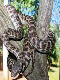 Cooberrie Park Wildlife Sanctuary - Broome Tourism 3