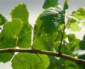 Angullong Wines - Broome Tourism 1